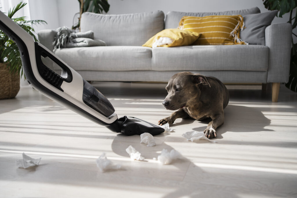 Furniture and Carpet cleaning for Pet Owners in Kerala