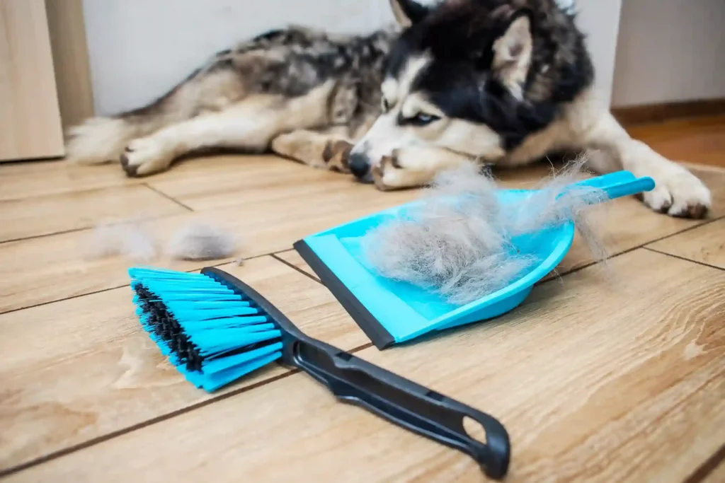 pet hair cleaning