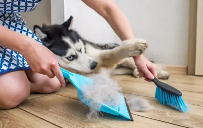 Why Home Cleaning Services in Kochi Use Enzyme-Based Cleaners in Pet-Friendly Homes